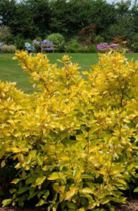 Cornus alba "Aurea" 3L