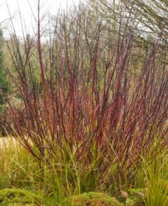 Cornus alba "Kesselringii" tüvel