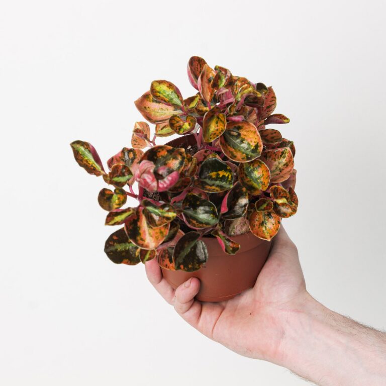 Peperomia "Creme Brulee"