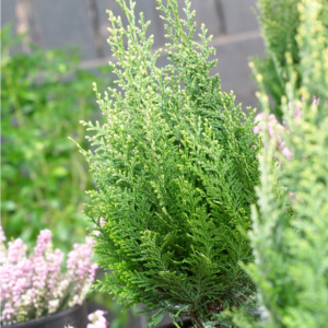 Chamaecyparis lawsoniana "White Spot"