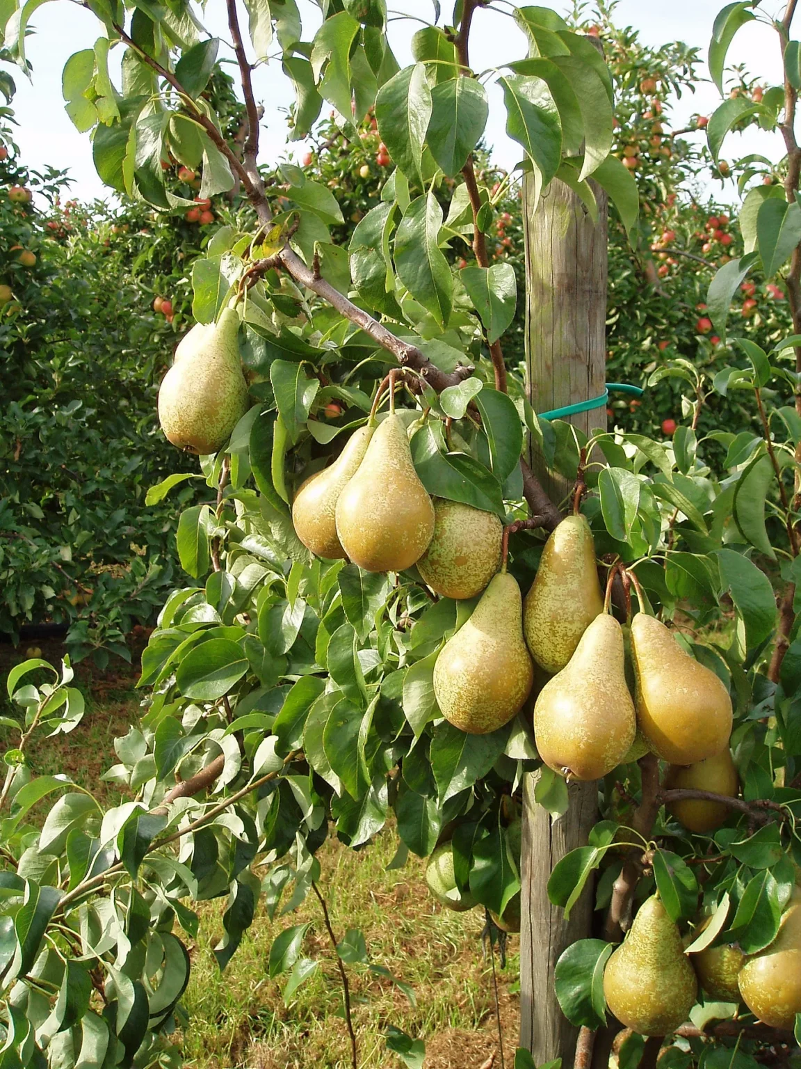 Pyrus communis "Conference"