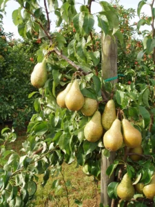 Pyrus communis "Conference"