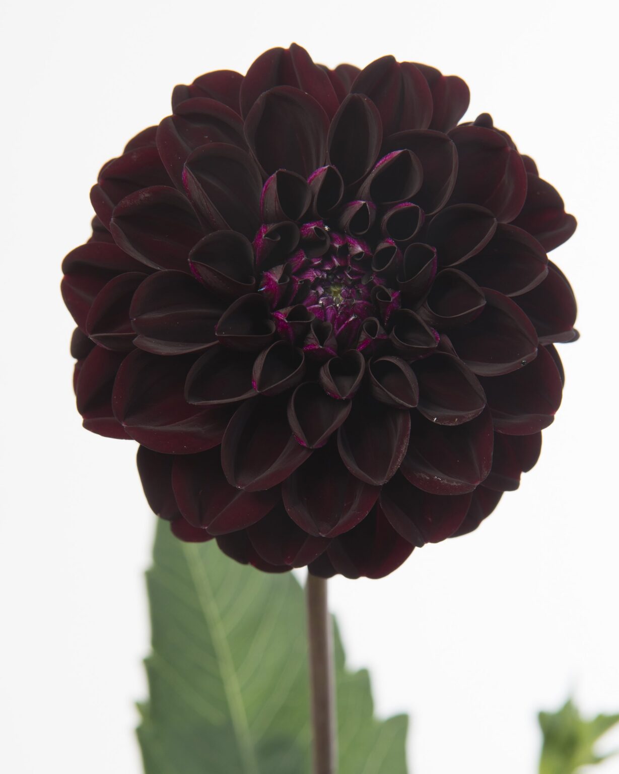 Георгина "Dark Spirit"