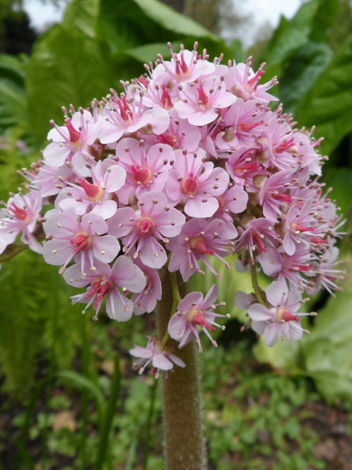 Darmera peltata