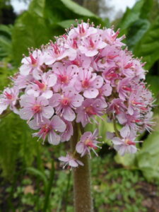 Darmera peltata Mustvee