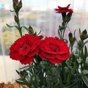 Dianthus Oscar Red