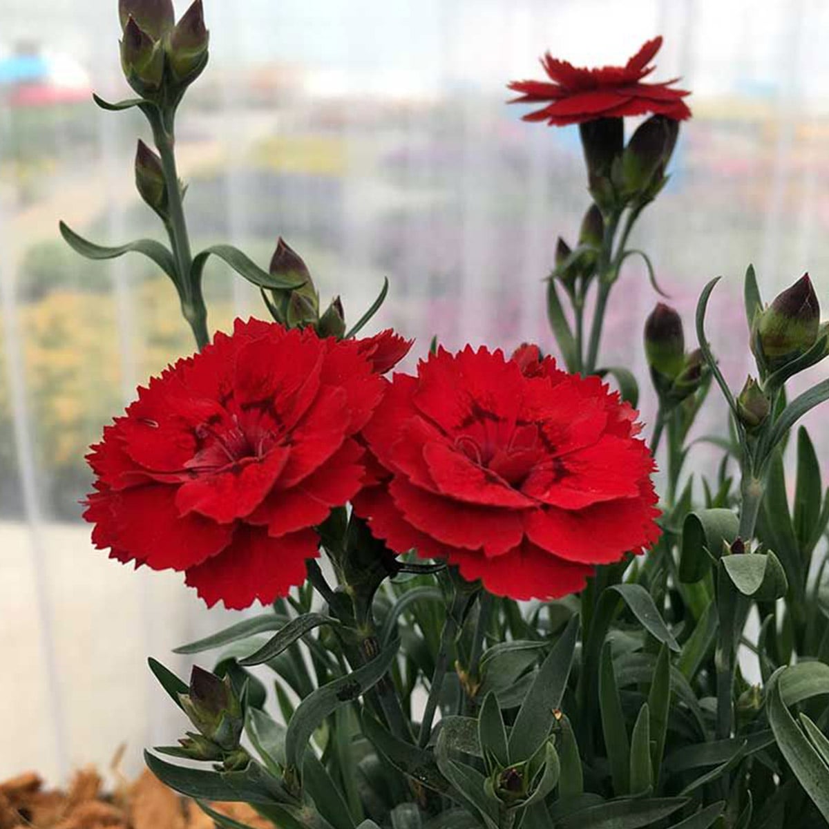 Dianthus Oscar Red