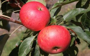 Malus domestica "Discovery"