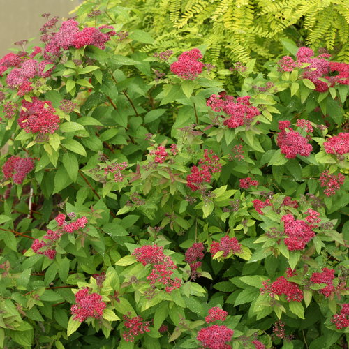 Spiraea japonica "Double Play Red"