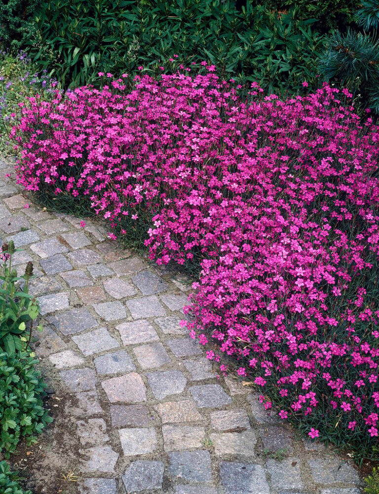 Nurmnelk (Dianthus deltoides)