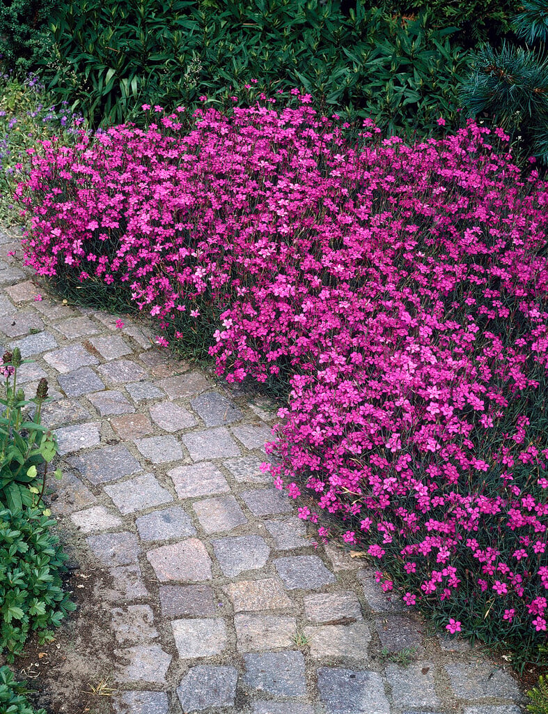 Smiltyninis gvazdikas (Dianthus deltoides)