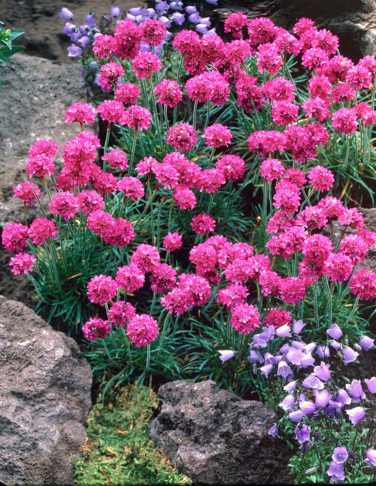 Jūrmalas armērija Armeria maritima, 12 cm pods