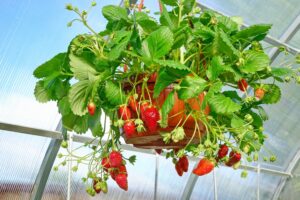 Fragaria ananassa ampel