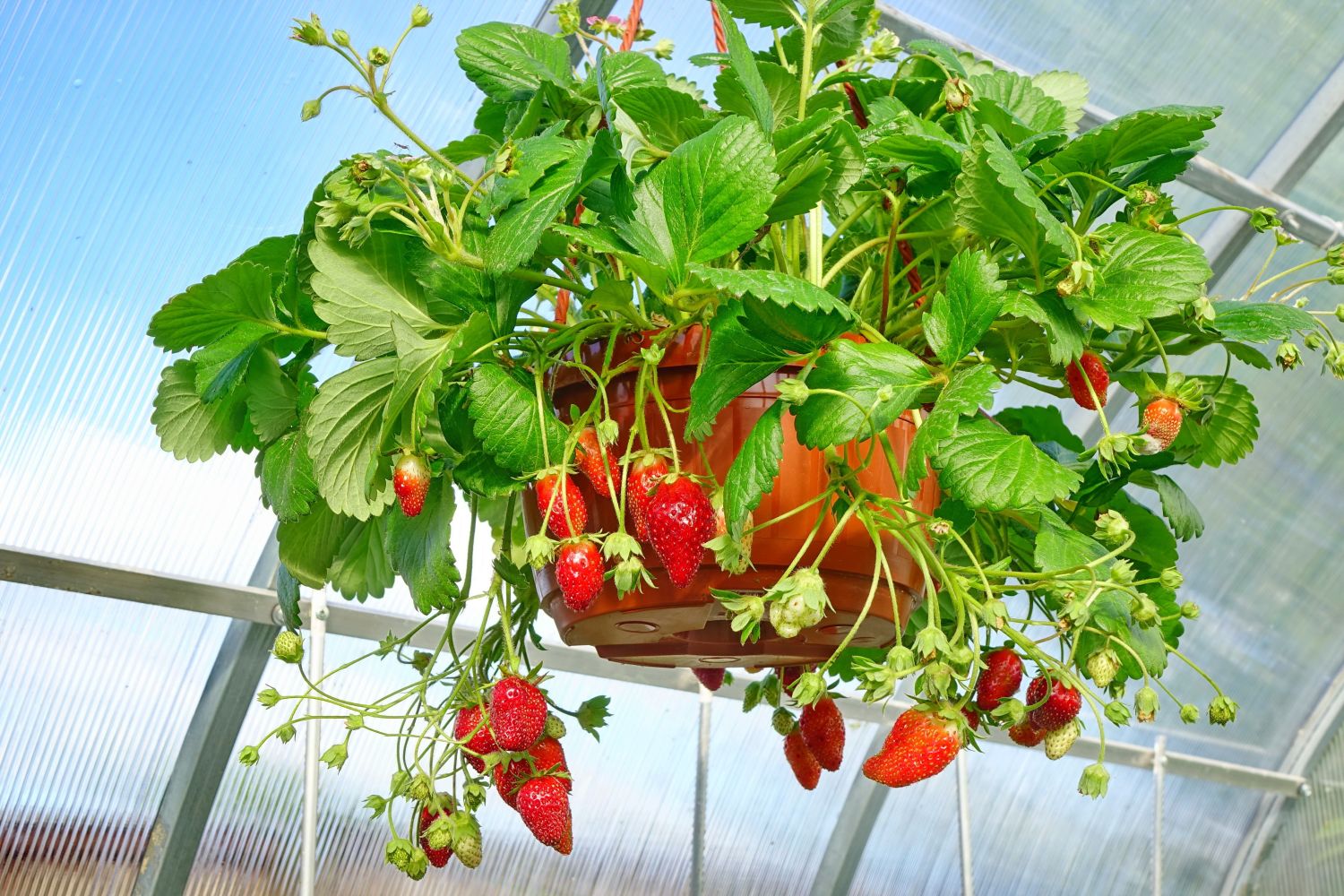 Fragaria ananassa ampel