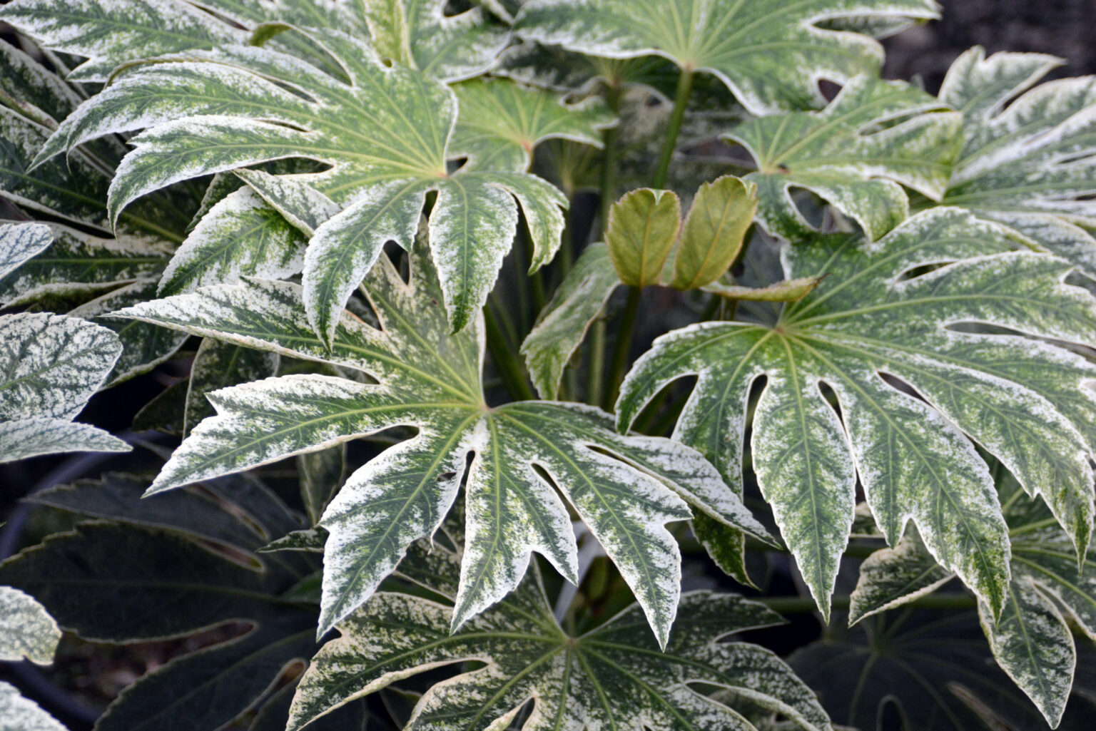 Fatsia japonica "Spider Web"