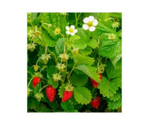 Fragaria vesca "Regina" P9 pott