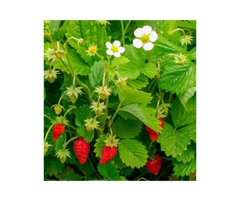 Земляника лесная "Regina" (Fragaria vesca "Regina"), P9