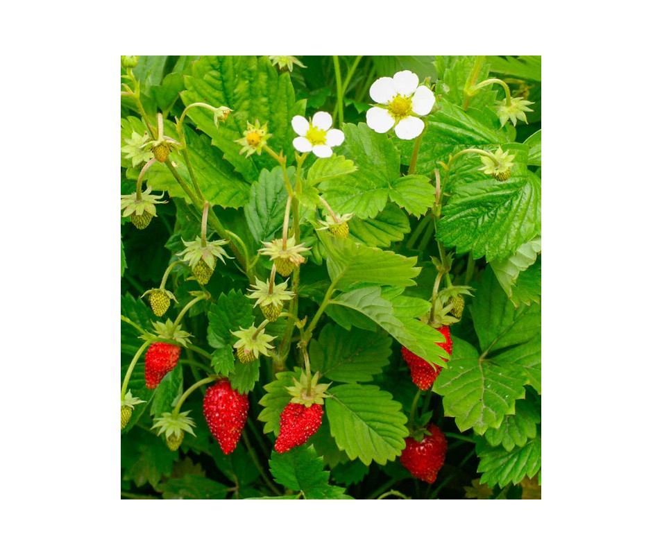 Wild (alpine) strawberry "Regina" (Fragaria vesca), P9 pot