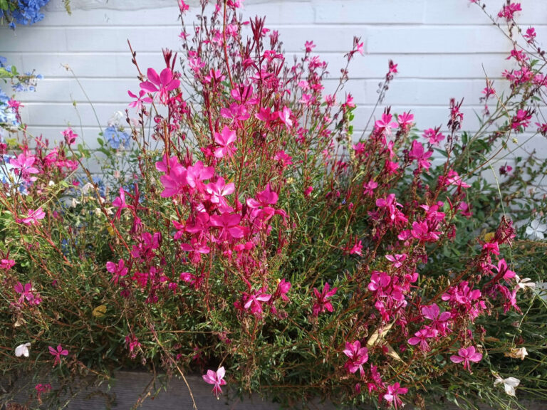 Gaura lindheimeri "Crimson Butterfly" P9 pott