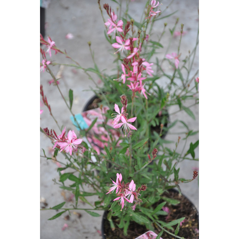 Gaura lindheimeri "Geyser Rose"