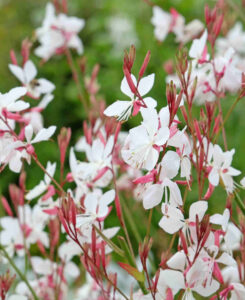 Oenothera lindheimeri (Gaura) P9 pott
