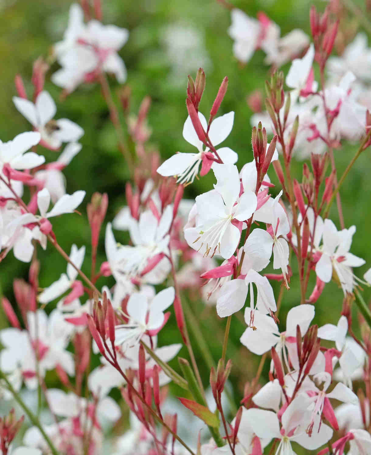 Gaura (Oenothera lindheimeri), 9 cm ruukku