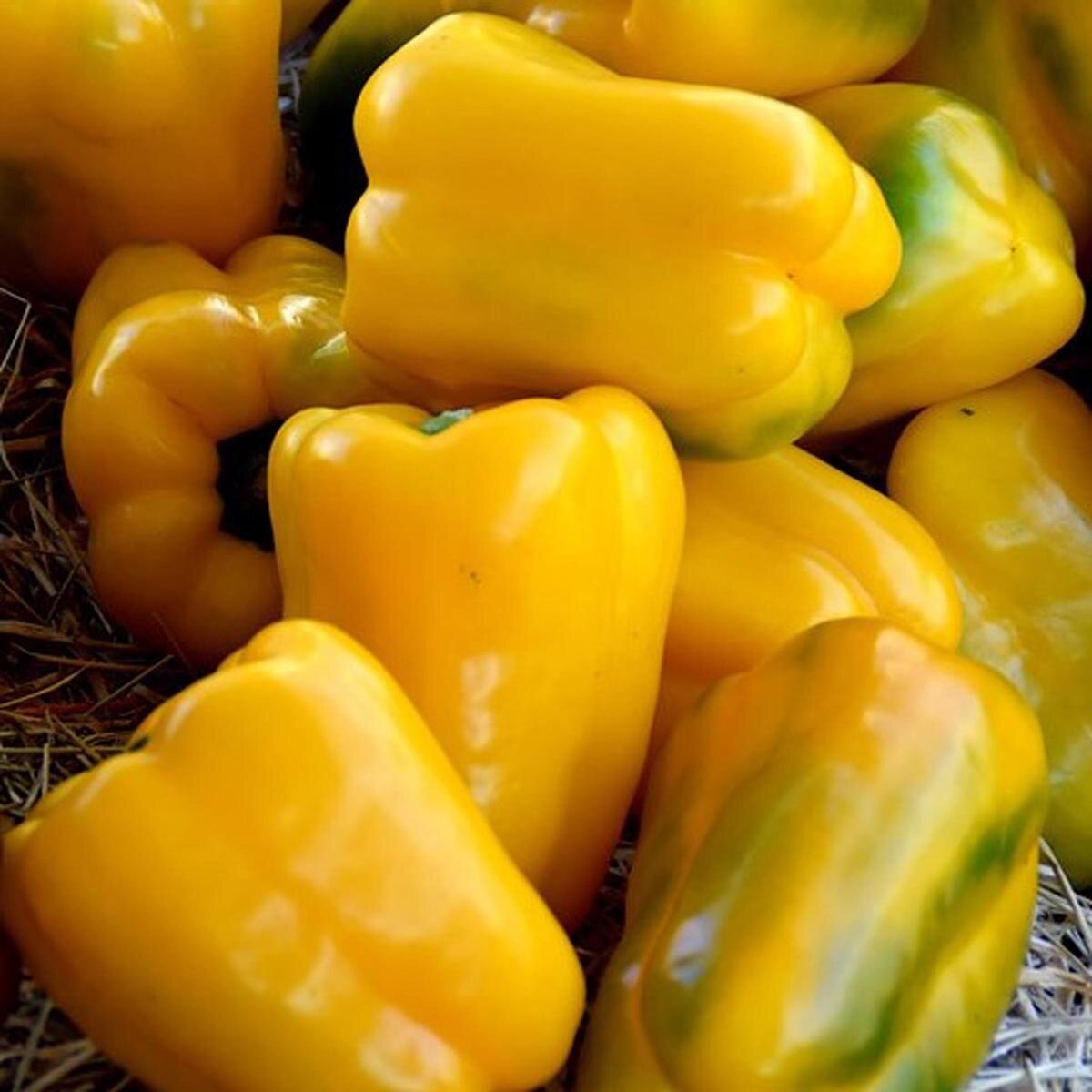 Capsicum an. "Quadto D'asti Gia"