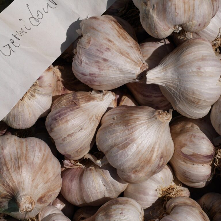 Žieminiai česnakai "Germidour" (Allium sativum), 250 g