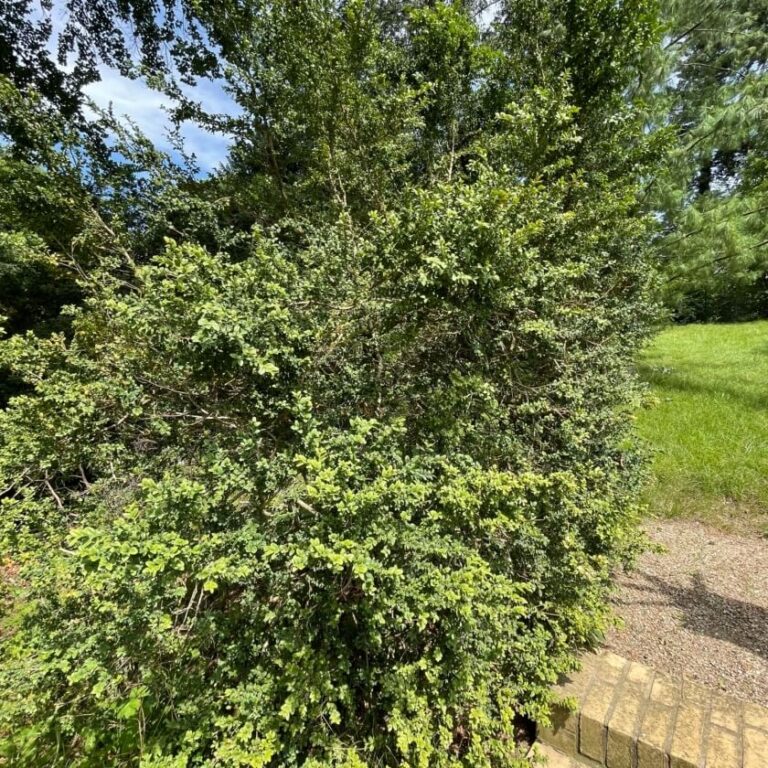 Самшит вечнозелёный Buxus sempervirens