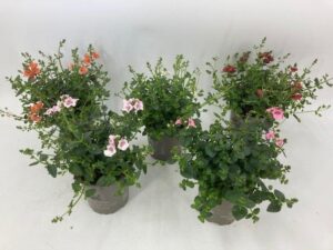 Diascia (Diaskia) segu