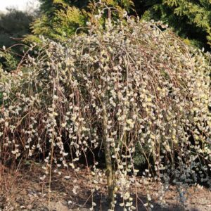 Blindė Salix caprea "Kilmarnock" ant kamieno
