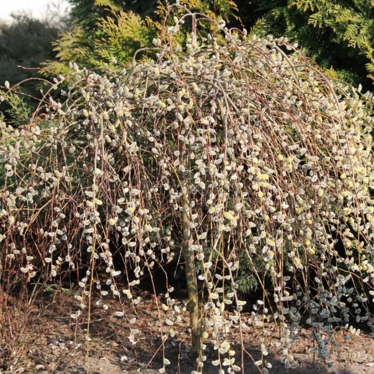 Raita Salix caprea "Kilmarnock" rungolla