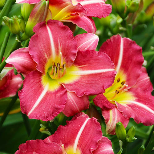 Hemerocallis "Matrousjka" 9 cm pott