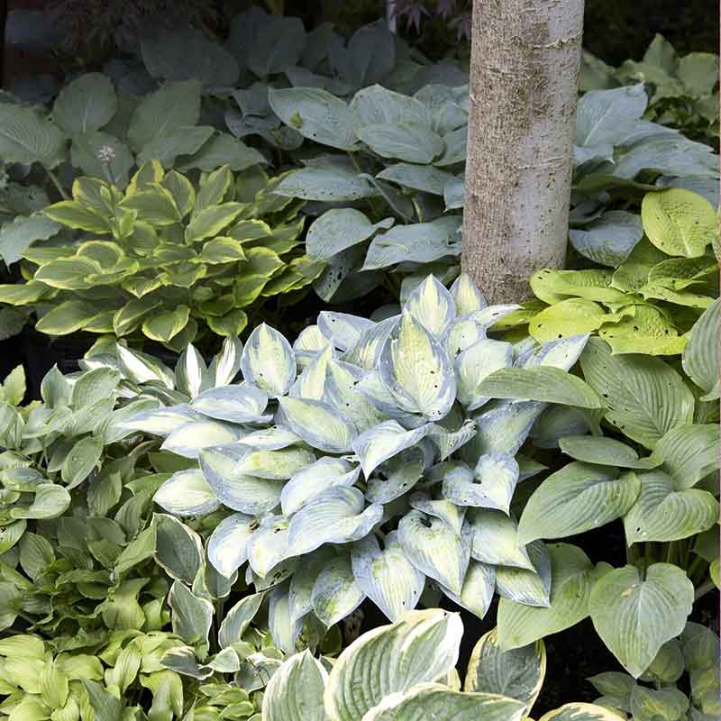 Melsvė Hosta, veislių asortimentas