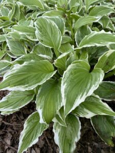 Hosta undulata "Albomarginata" 9 cm vazonas
