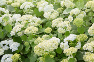 Гортензия древовидная Hydrangea arborescens, сорта в ассортименте