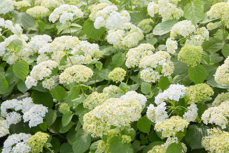 Гортензия древовидная Hydrangea arborescens, сорта в ассортименте