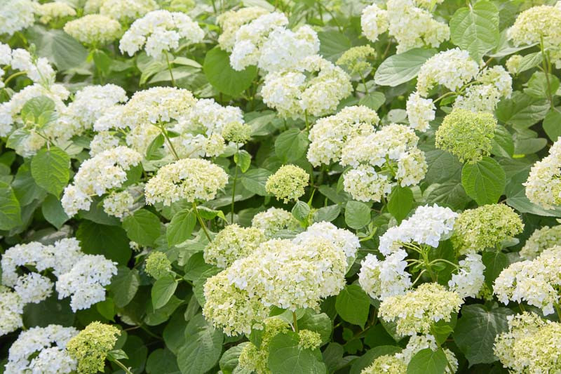 Pallohortensia Hydrangea arborescens, lajikkeita valikoimassa
