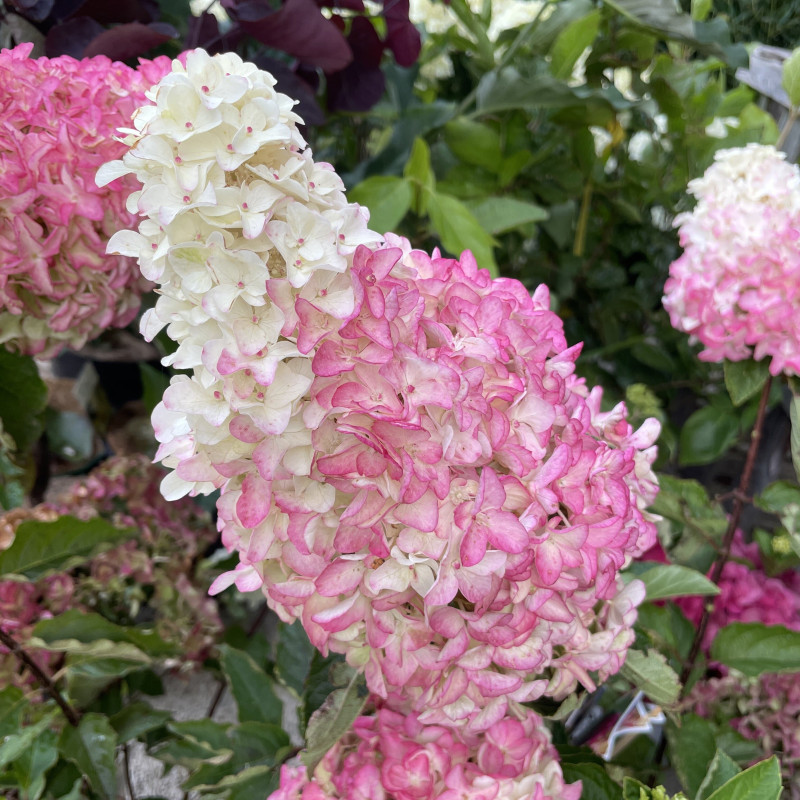 Panicle hydrangea "Fraise Melba" (Hydrangea paniculata), 1 L pot