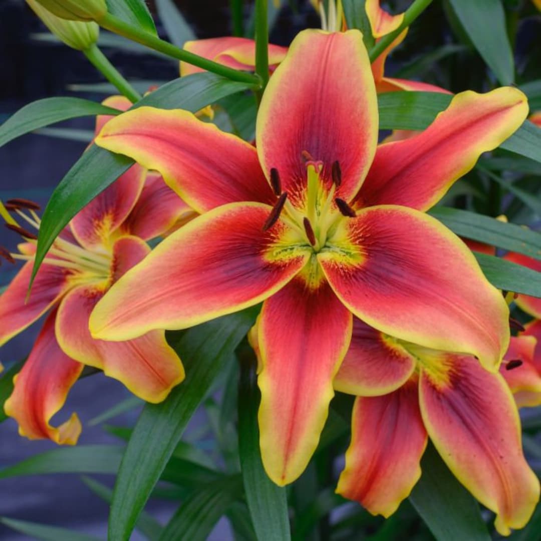 Lilium "Avalon Sunset"