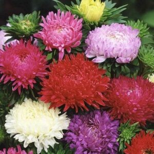 Callistephus chinensis "Color Carpet"