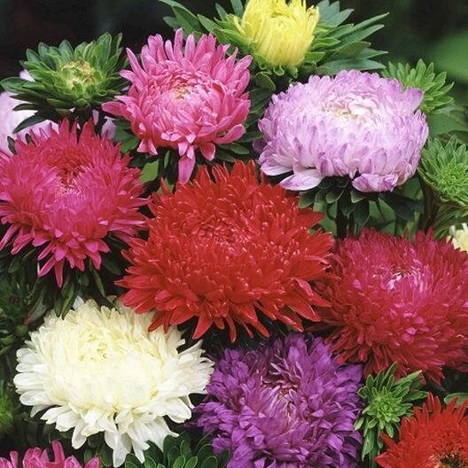 Callistephus chinensis "Color Carpet"