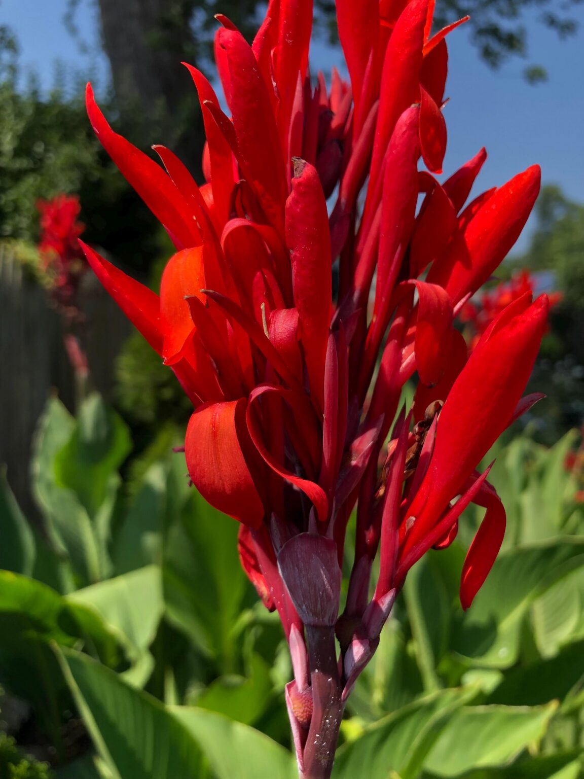 Canna "Red President"