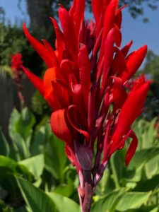 Canna "Red President"