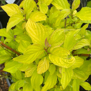 Cornus alba "Neon Burst" +/- 1m, 20 cm pott