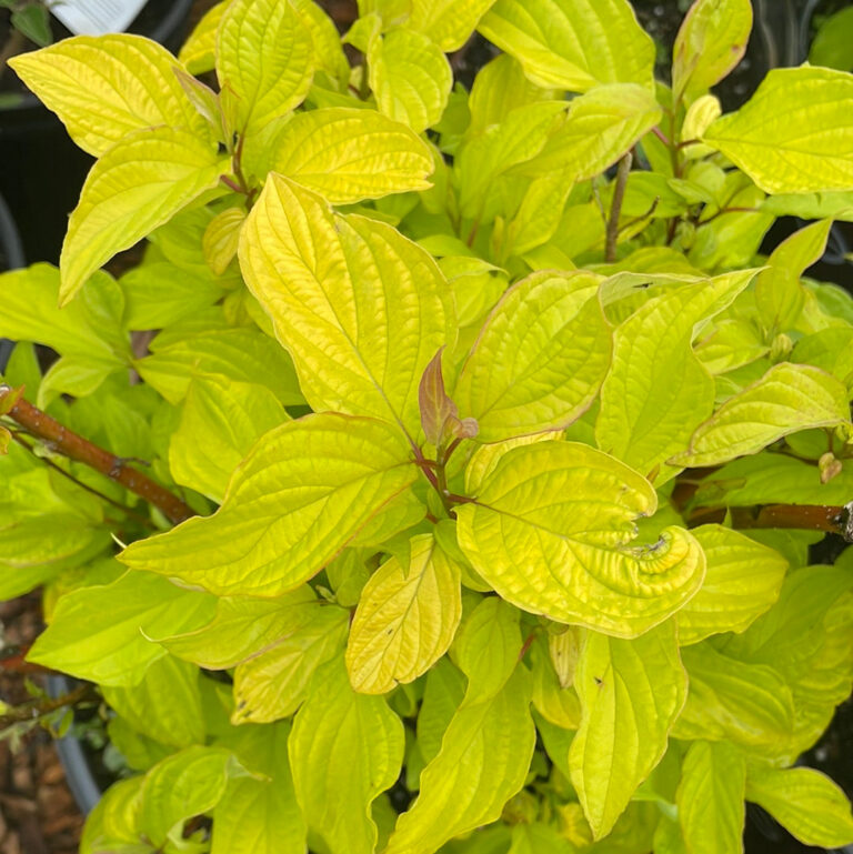 Cornus alba "Neon Burst" +/- 1m, 20 cm ruukku