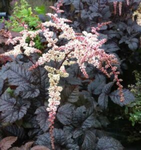 Astilbe thunbergii "Chocolate Shogun" P9 pott