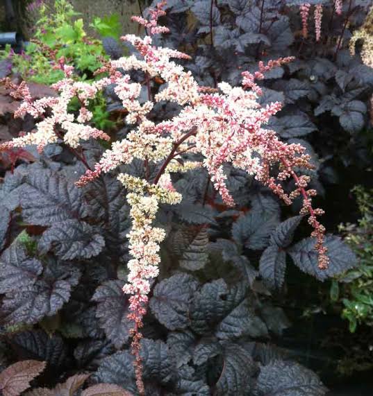 Astilbe thunbergii "Chocolate Shogun" P9 pott