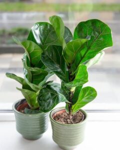 Ficus lyrata Bambino, 12 cm pot