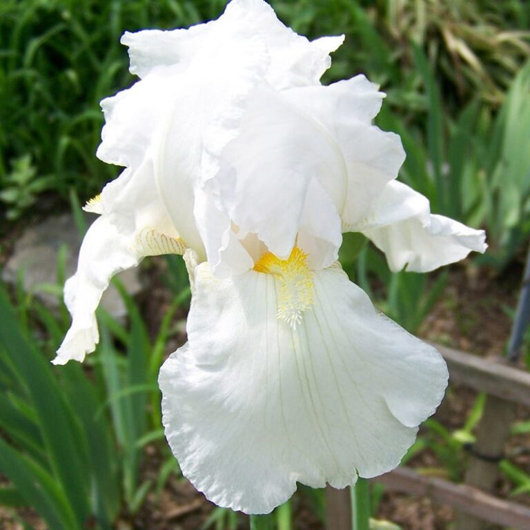 Bearded iris "Immortality", 2L pot